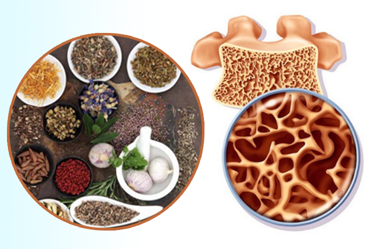 Bài thuốc Đông y điều trị loãng xương